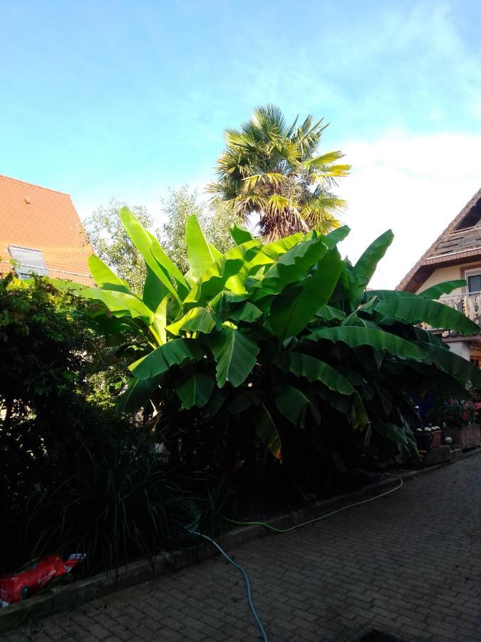 Gaestehaus Brunhilde Wittenweier Exteriér fotografie